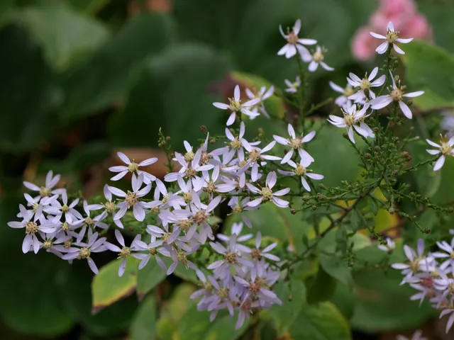 Passion Vivaces Aster cordifolius ‘Silver Spray’ plante pot 1L