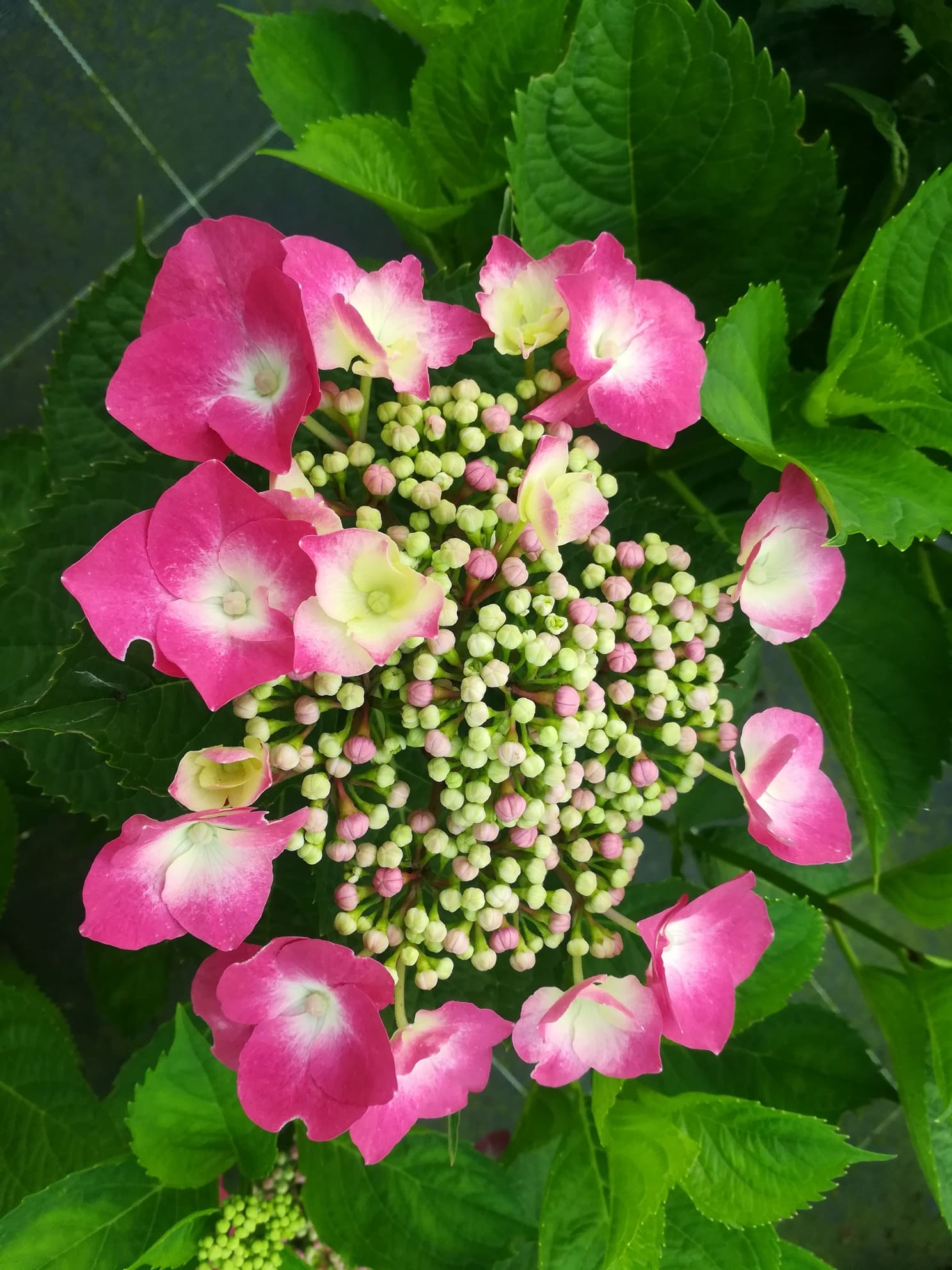 Les Hortensias du Haut Bois Buchfink hortensia fleurs plates godet