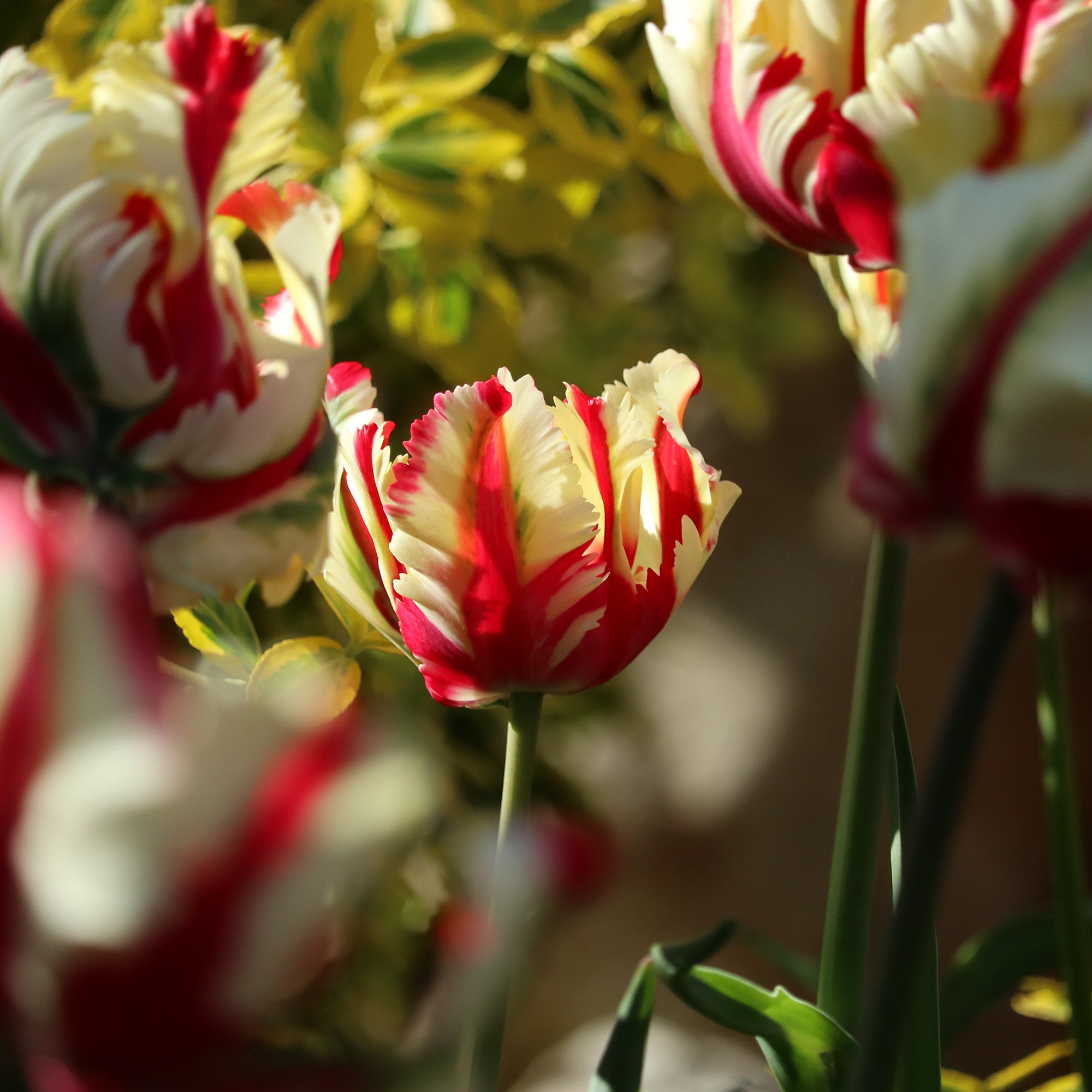 Bakker Flaming Parrot tulipe perroquet 7 bulbes rouge jaune