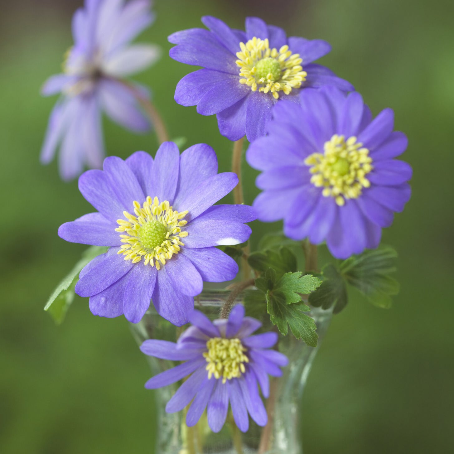Bakker Bulbes à fleurs Anémone de Grèce violet 20 bulbes
