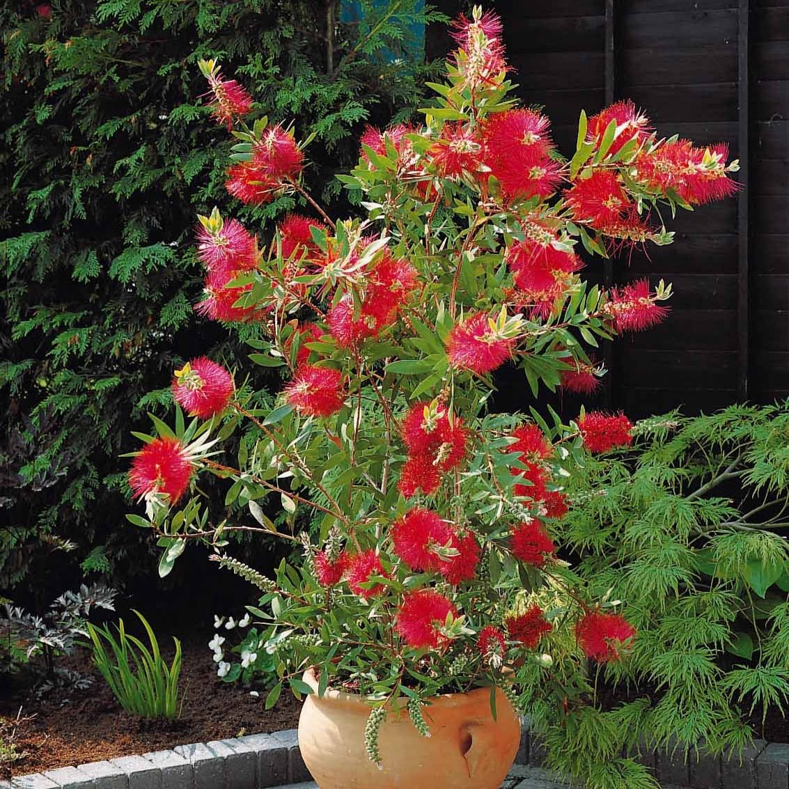 Bakker Rince-bouteille arbuste pot 2L rouge 30-40cm