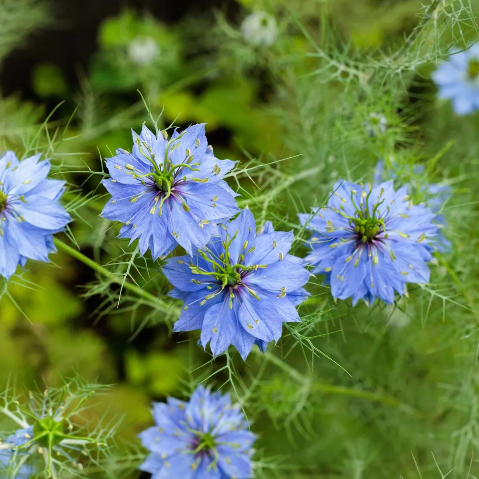 Bakker Miss Jekyll Blue nigelle sachet 1g bleue
