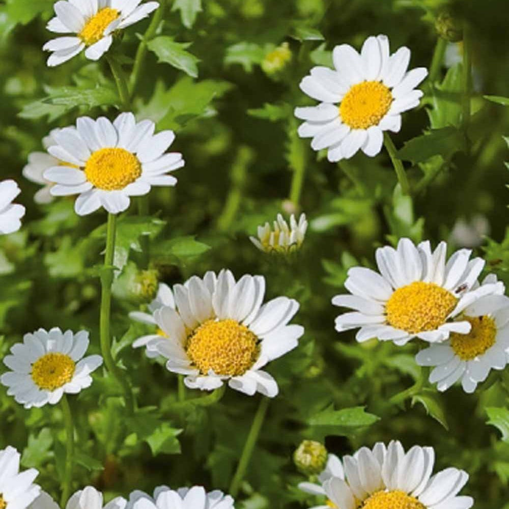Bakker Snow Daisy chrysanthème nain graines 0,3g fleurs blanches