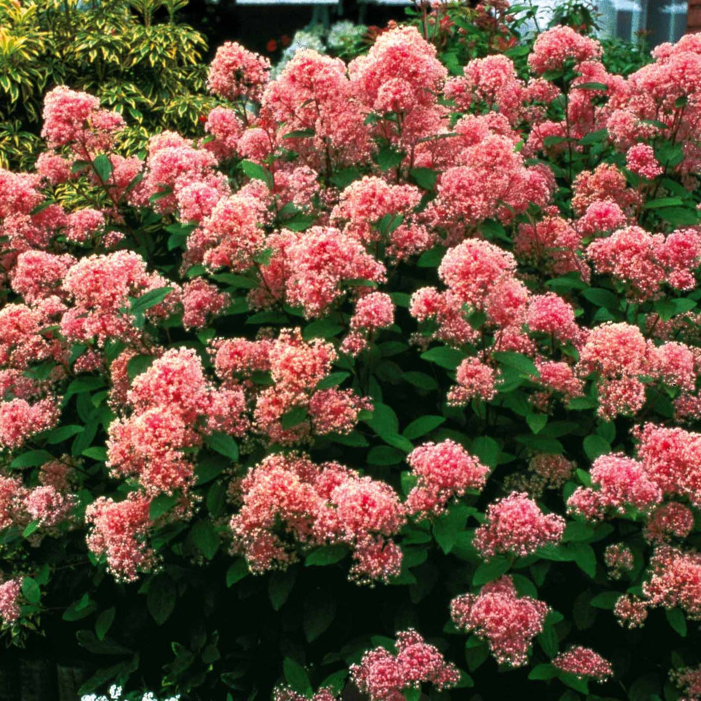 Bakker Marie Simon céanothe arbuste pot 2L rose