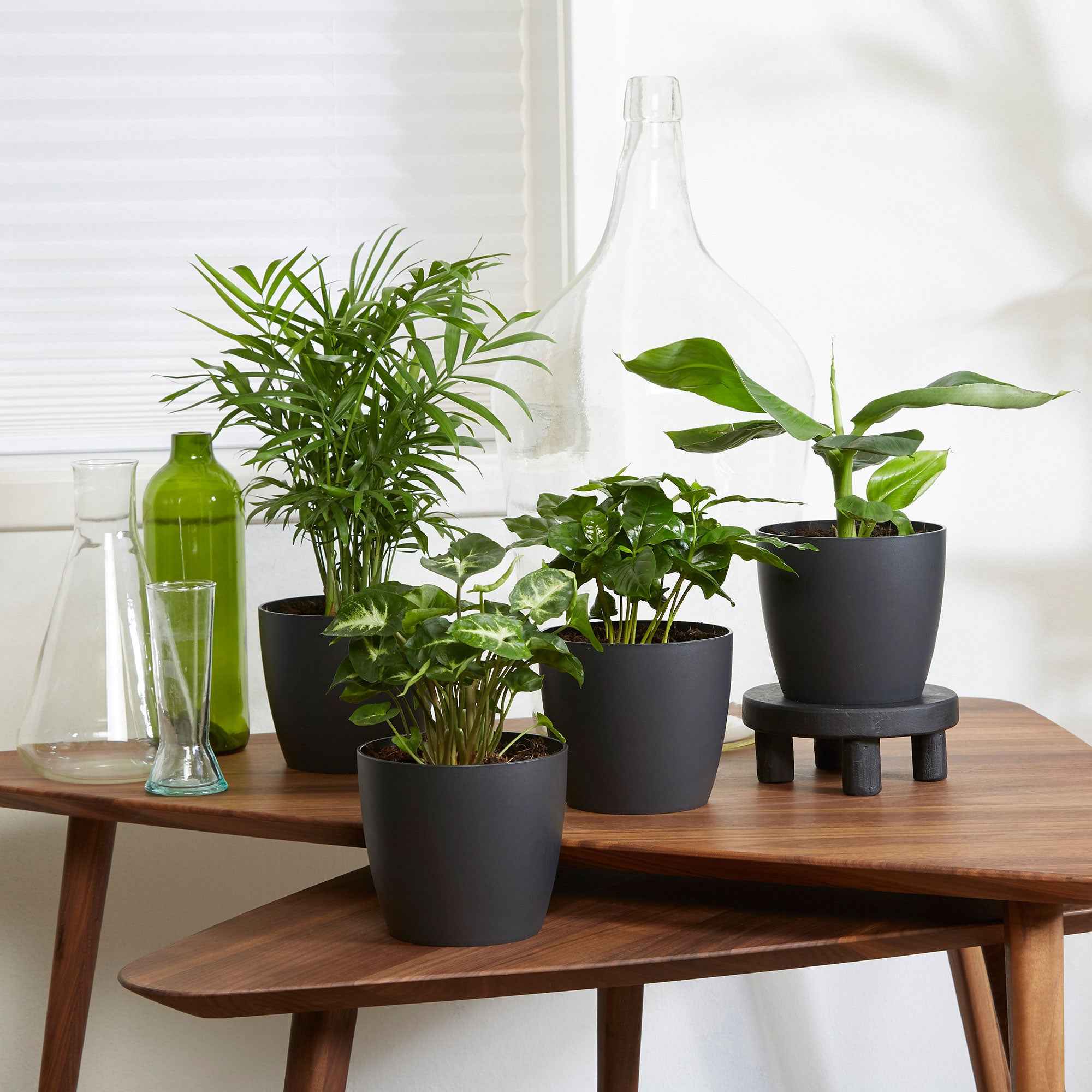Bakker Plantes tropicales 8 pots cache-pots gris Elho