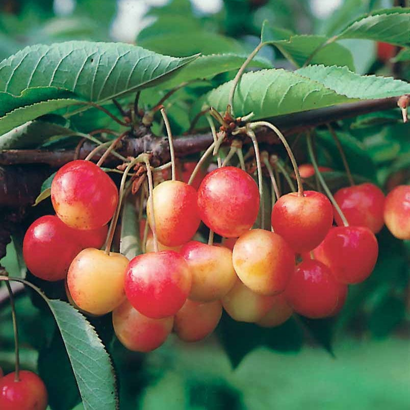 Bakker Mini-cerisier Napoléon motte 40-50 cm cerises