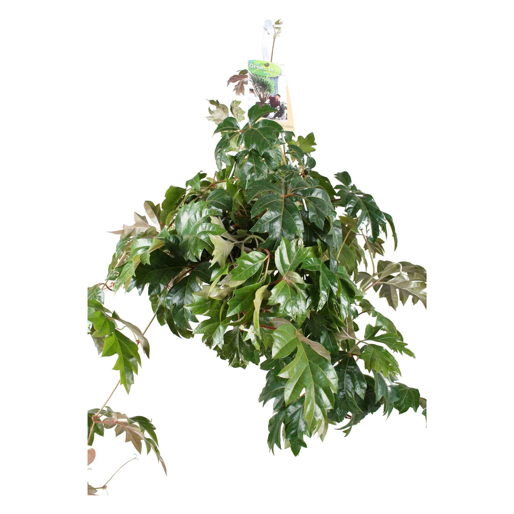 Bakker Cissus Ellen Danica plante suspendue pot 17 cm