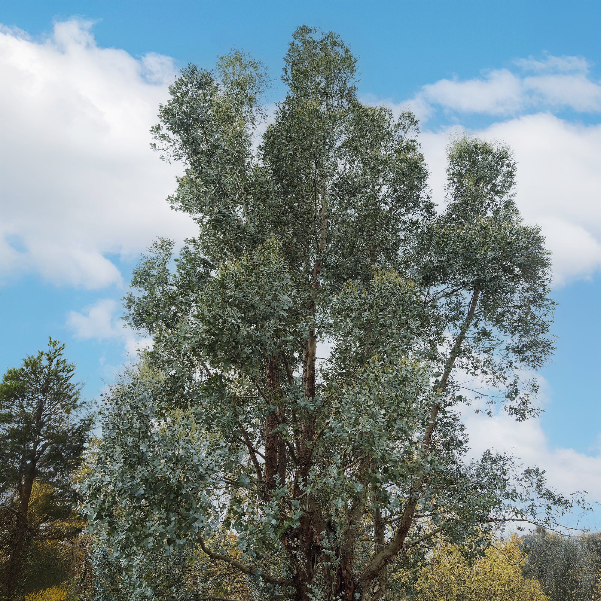 Bakker Eucalyptus gunnii arbre persistant pot 1.5L 70-90cm rustique