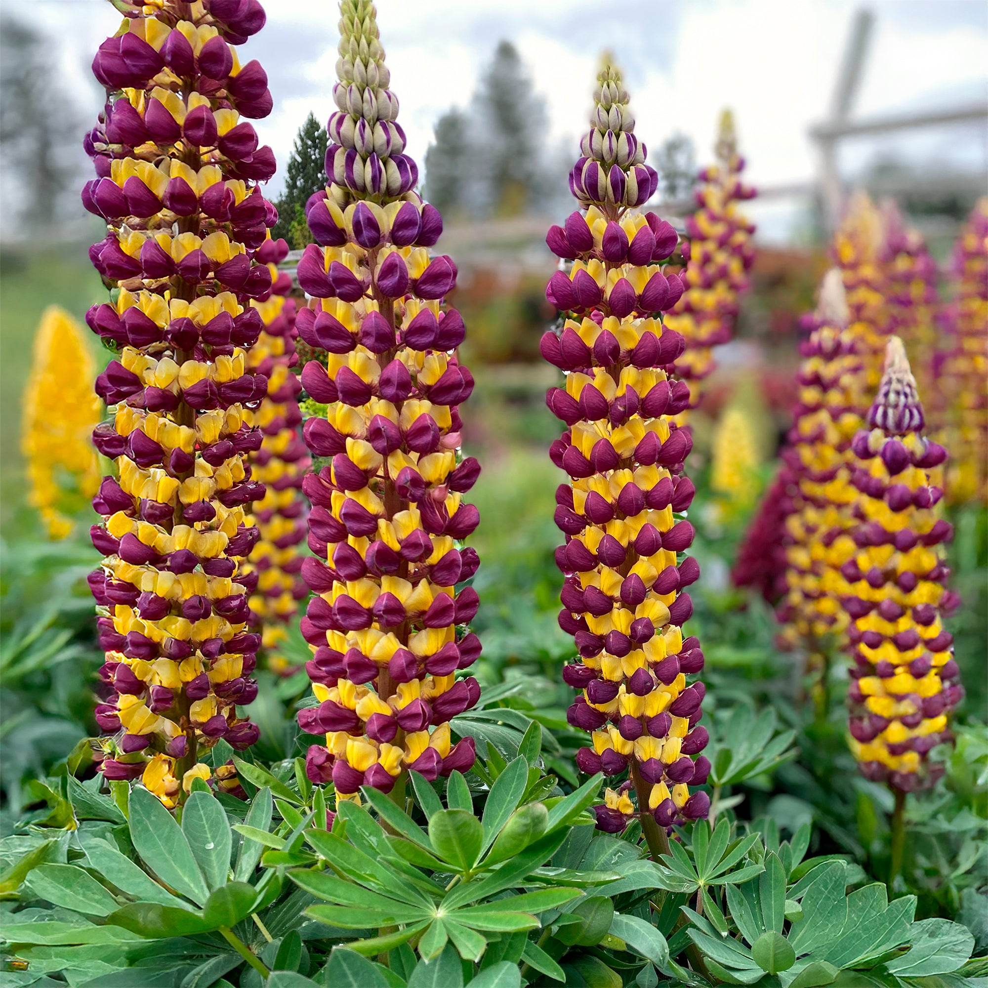 Bakker Lupin Manhattan Lights vivace bicolore pot 8cm