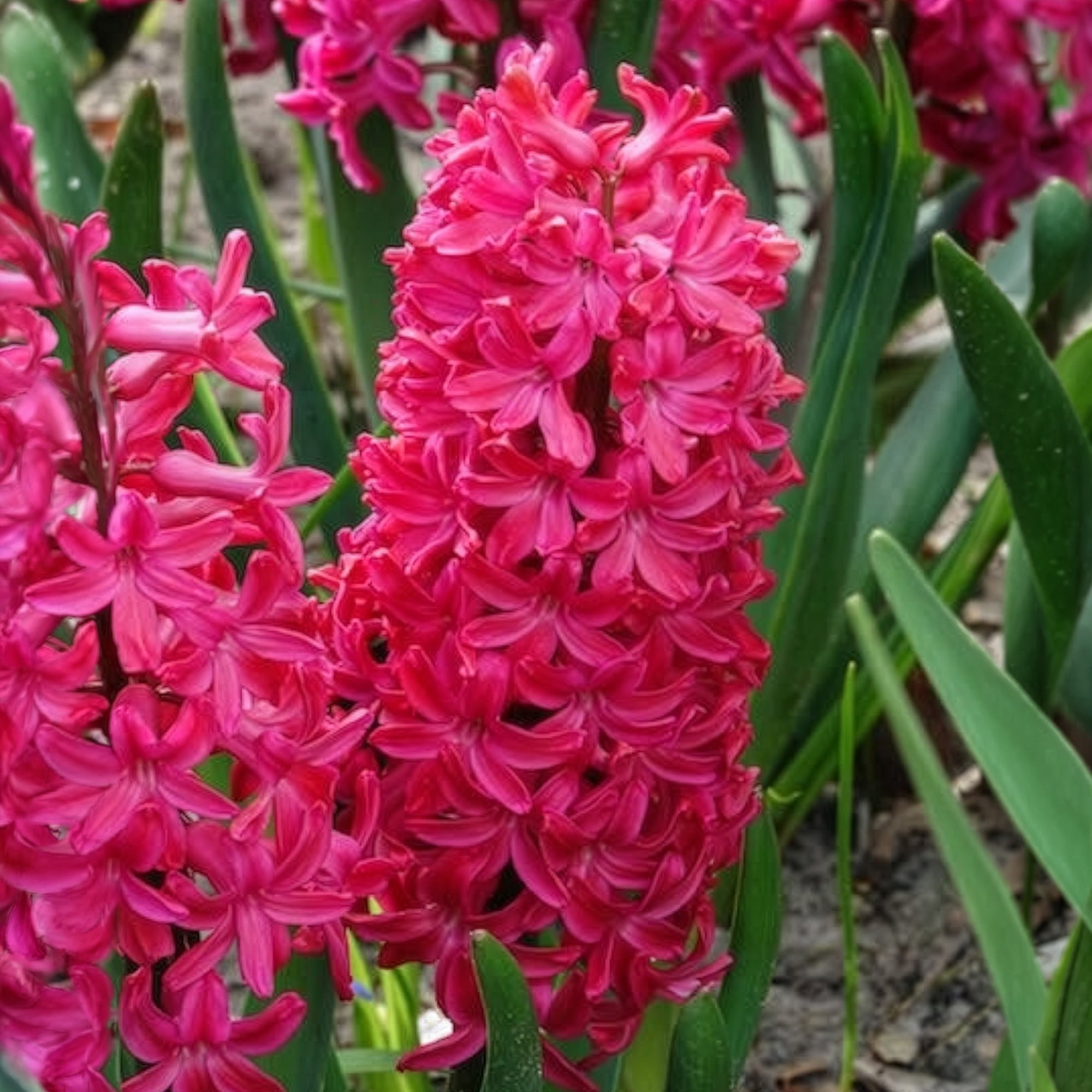 Bakker Bulbes Jacinthes Jan Bos rouge lot 6 bulbes