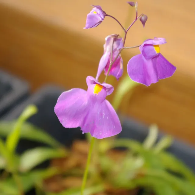 Carniflore Utriculaire longifolia plante carnivore fleurs mauves