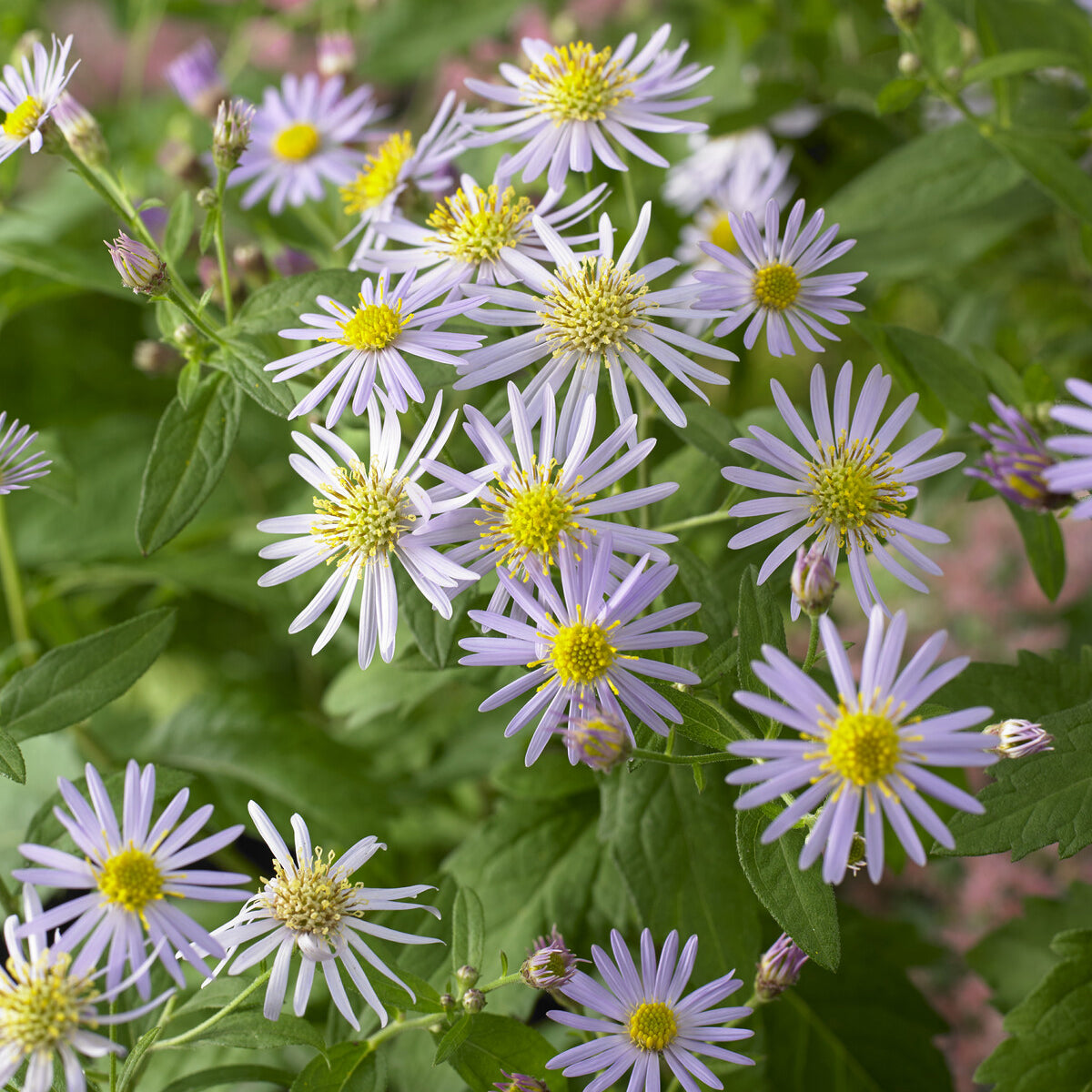 Bakker Asran astère nain pot 9cm fleurs violettes