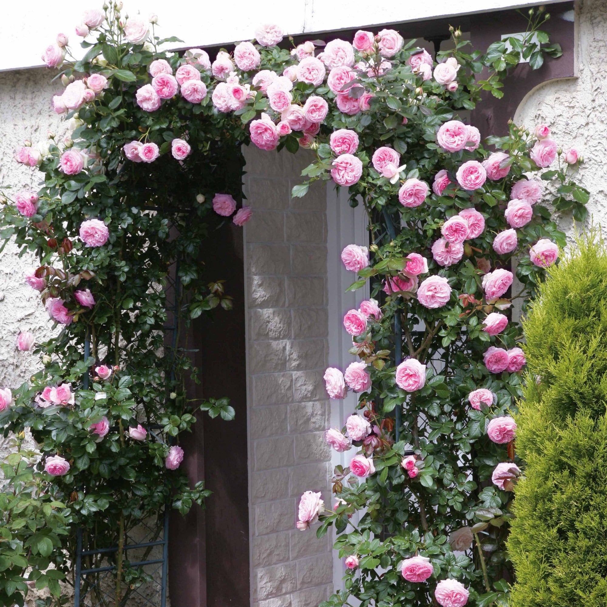 Bakker Rosiers grimpants Ronsard Golden Gate Santana 3 racines nues