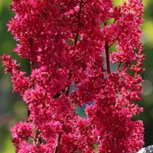 Bakker Astilbe Montgomery vivace rouge pot 9cm
