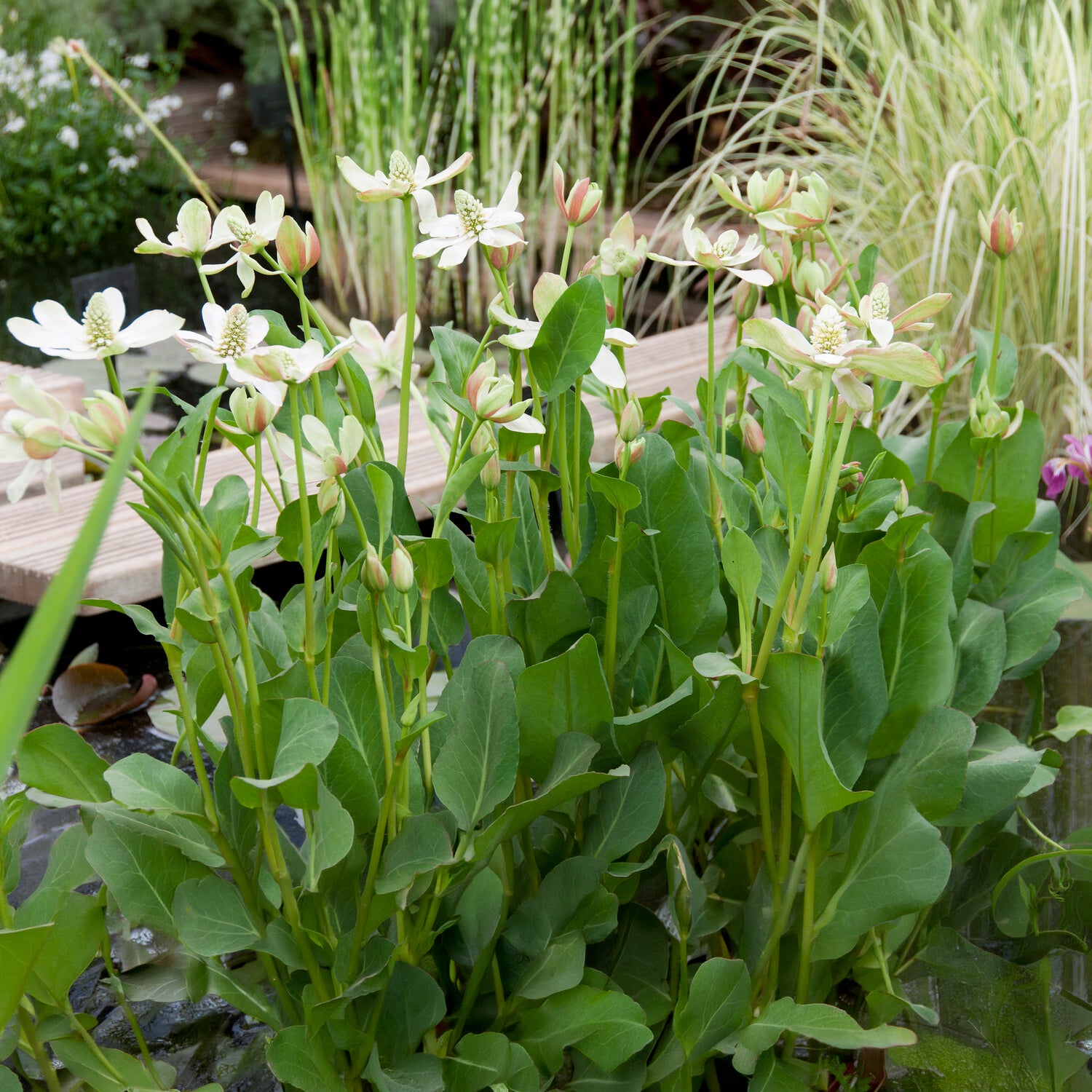Bakker Anémopsis Californie plante bassin pot 9cm