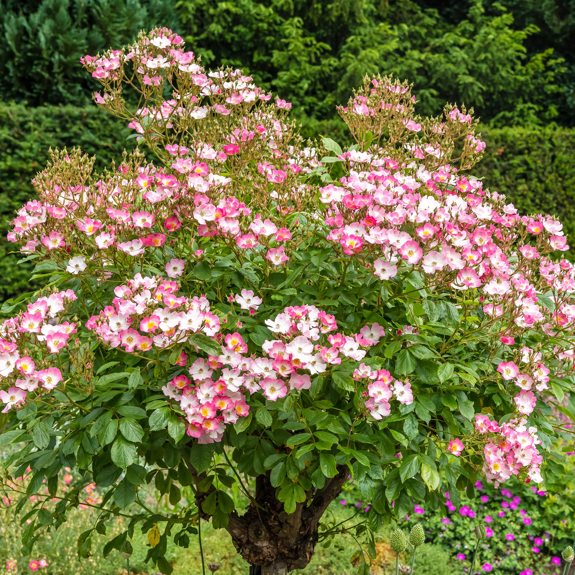 Bakker Rosier Ballerina pot 4L fleurs roses