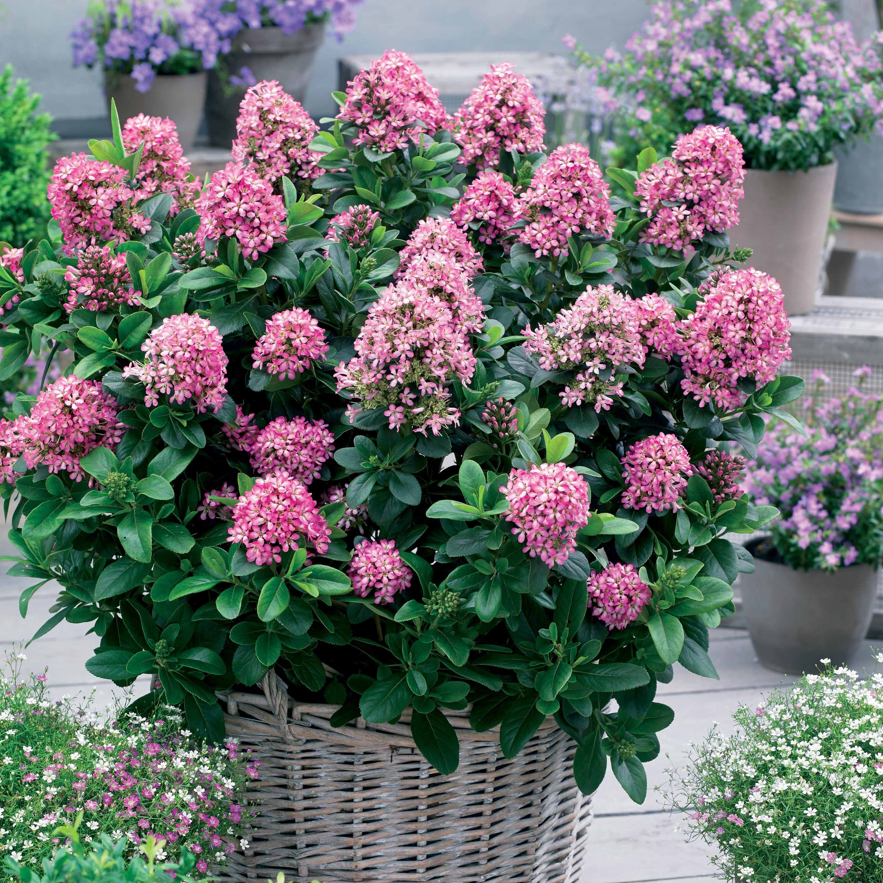 Bakker Escallonia Pink Elle arbuste pot 2L 15-20cm fleurs roses
