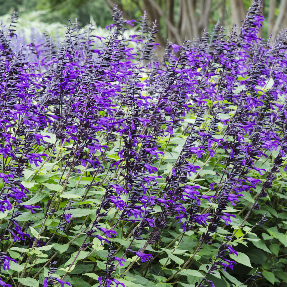 Bakker Sauge Amistad vivace violette pot 9cm