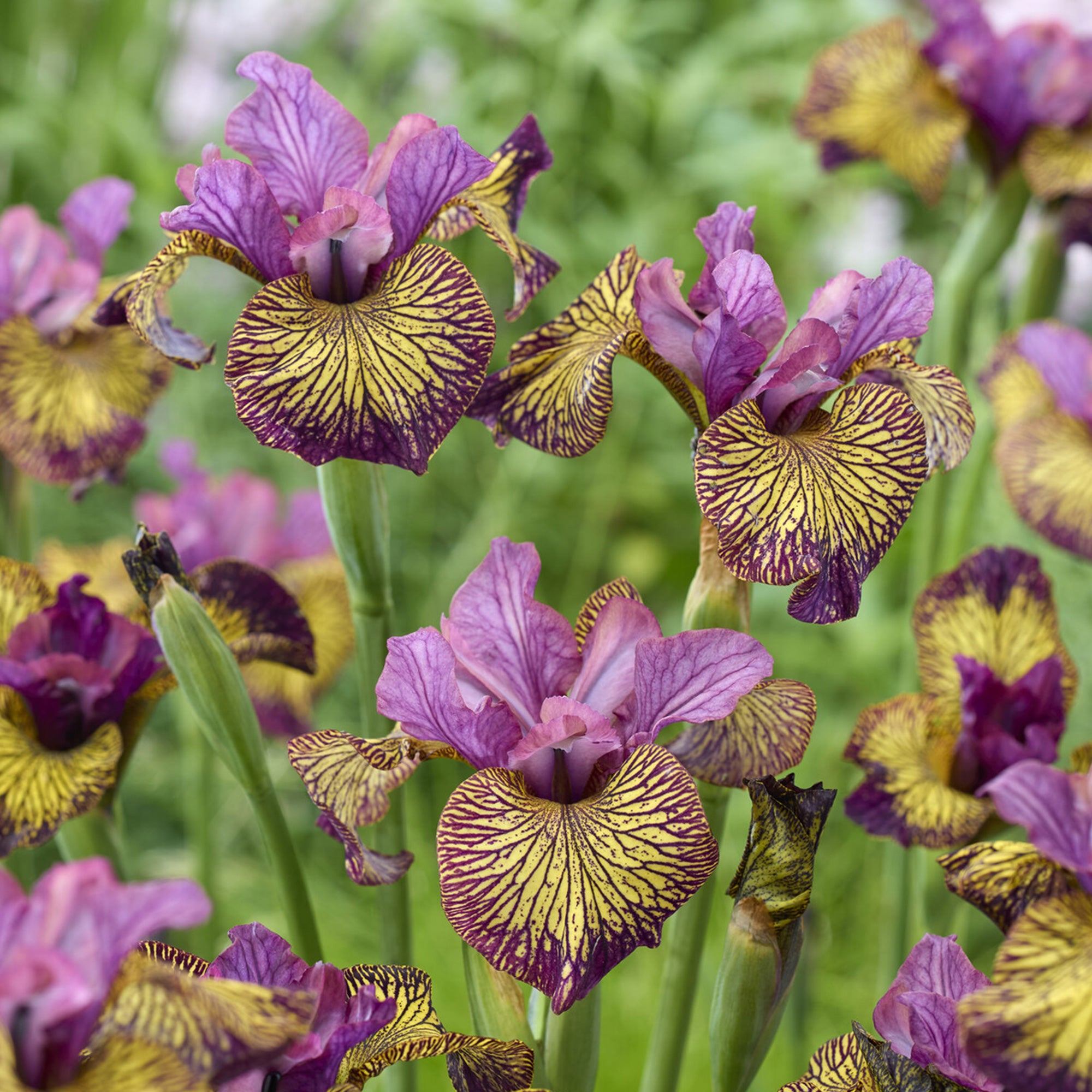Bakker Iris de Sibérie Juniper Leigh violet 3 racines