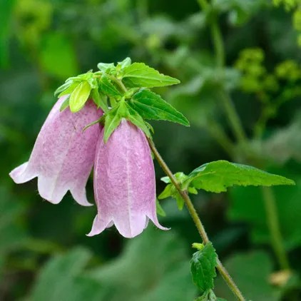 Passion Vivaces Campanula takesimana Elisabeth campanule godet