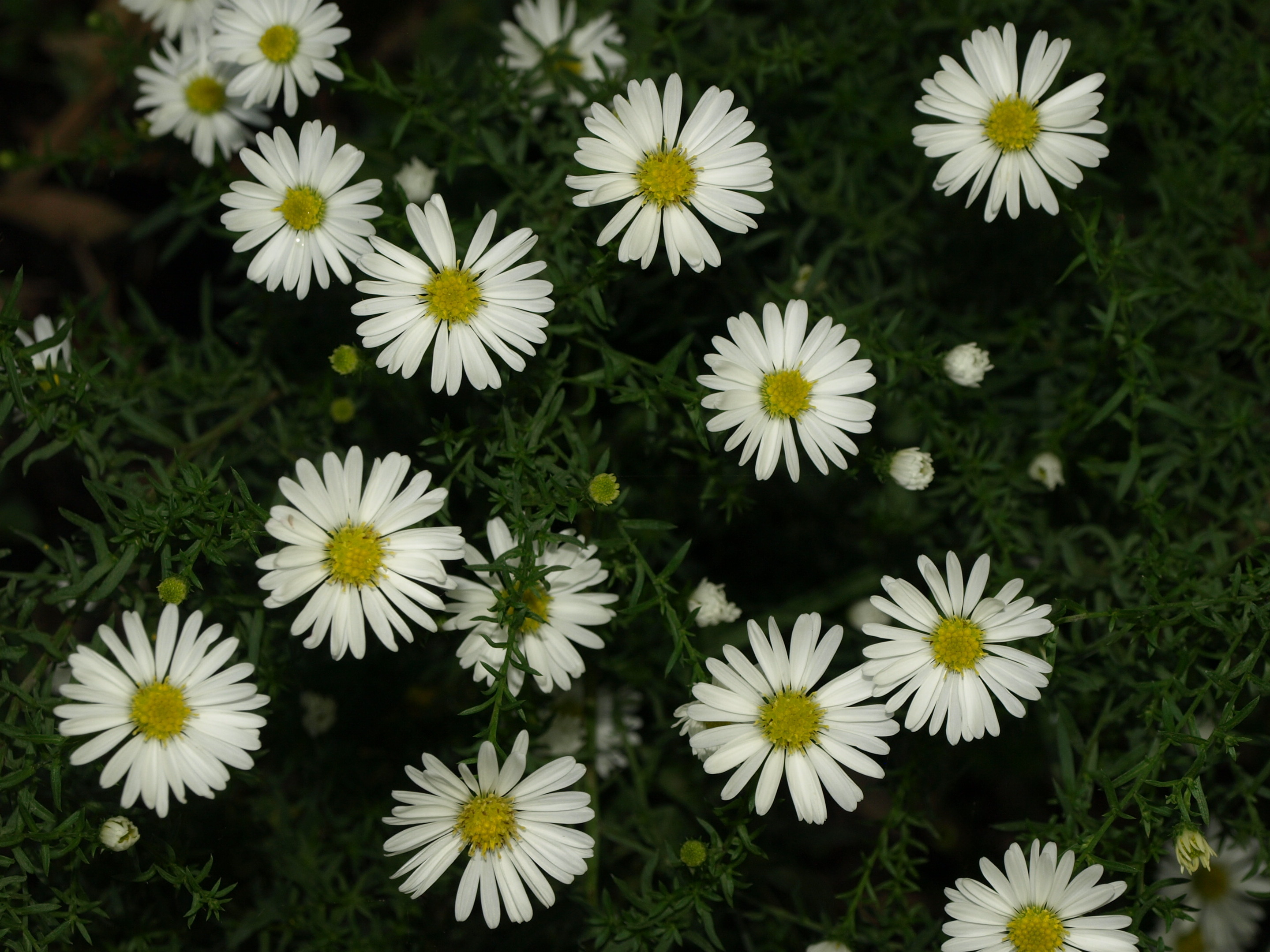 Passion Vivaces Aster Orchidae plante vivace godet blanc pur