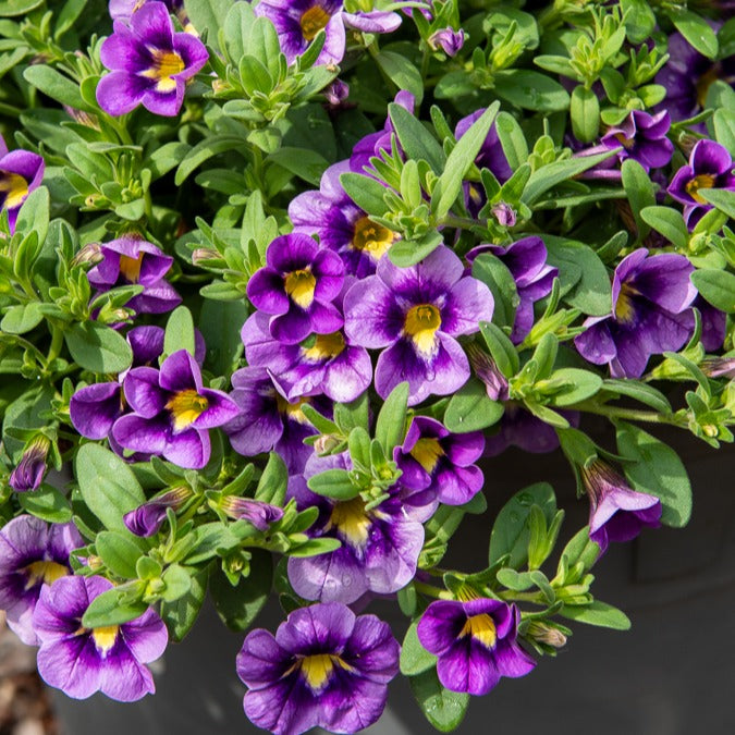Bakker Bumble Bee Mini-pétunia retombant 3 pots Ø10.5cm violet