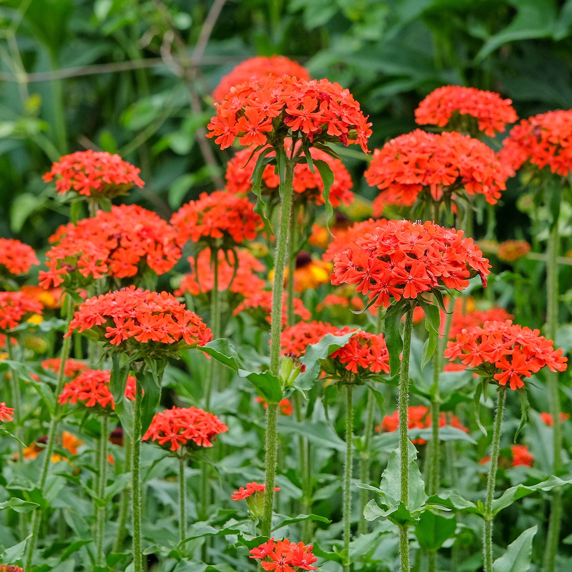 Bakker Croix de Jérusalem lychnis rouge sachet 0,2g