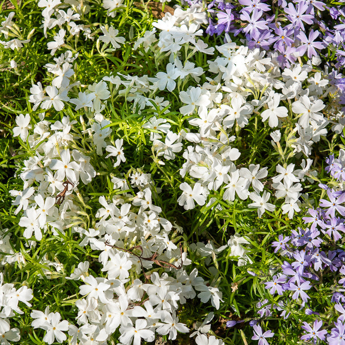 Bakker Phlox mousse White Delight plante vivace pot Ø 9cm blanc