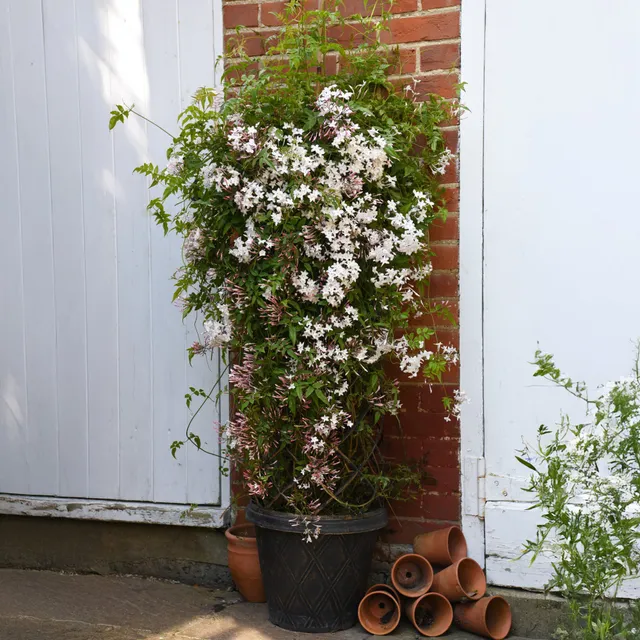 Bakker Jasmin Starry Night grimpant parfumé pot 1,5L 20-60cm