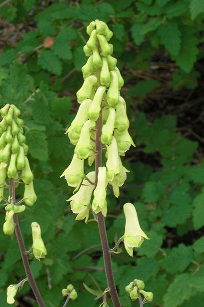 Passion Vivaces Aconitum septentrionale Ivorine plante vivace blanche