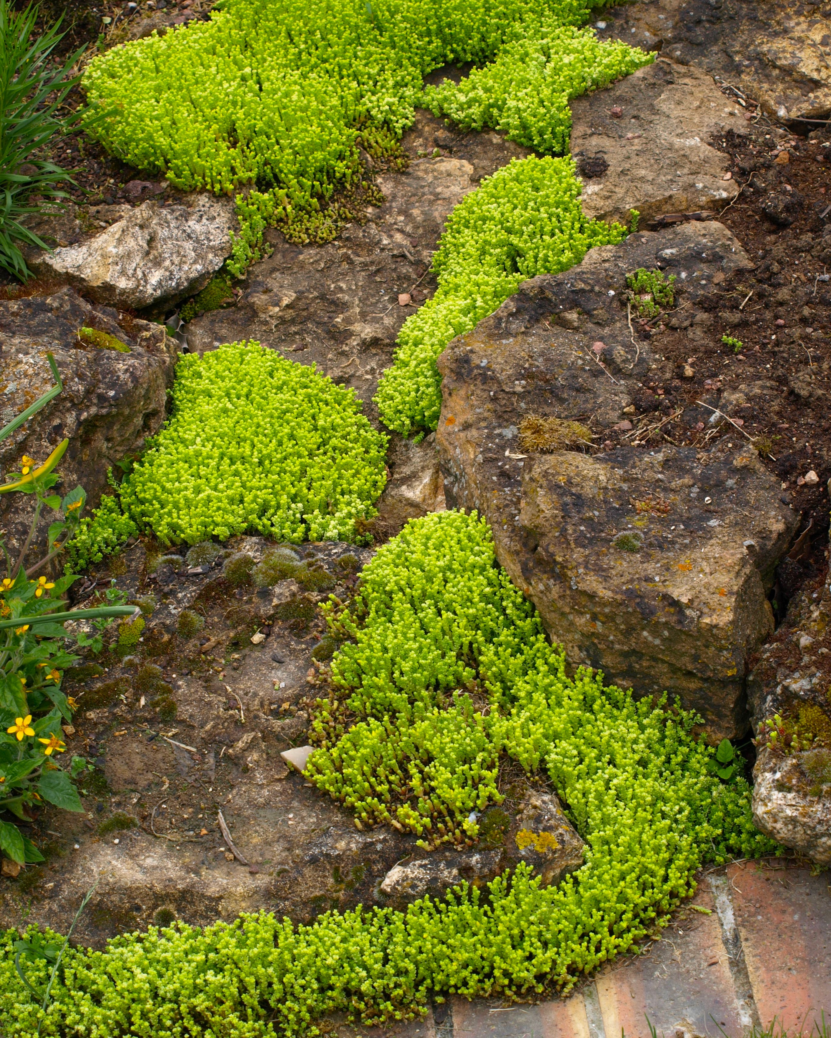 Passion Vivaces SEDUM acre Yellow Queen plante vivace pot 1L jaune