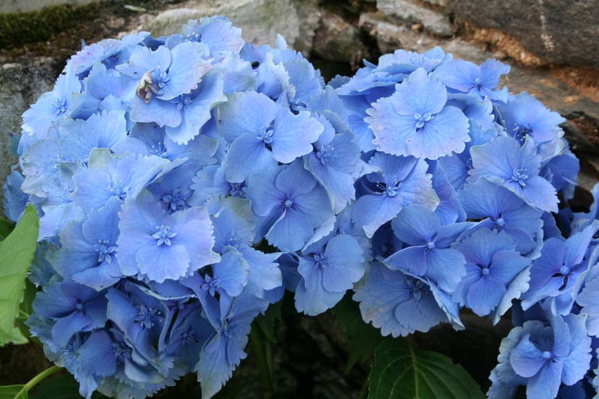 Les Hortensias du Haut Bois Altona hortensia fleurs rondes rose