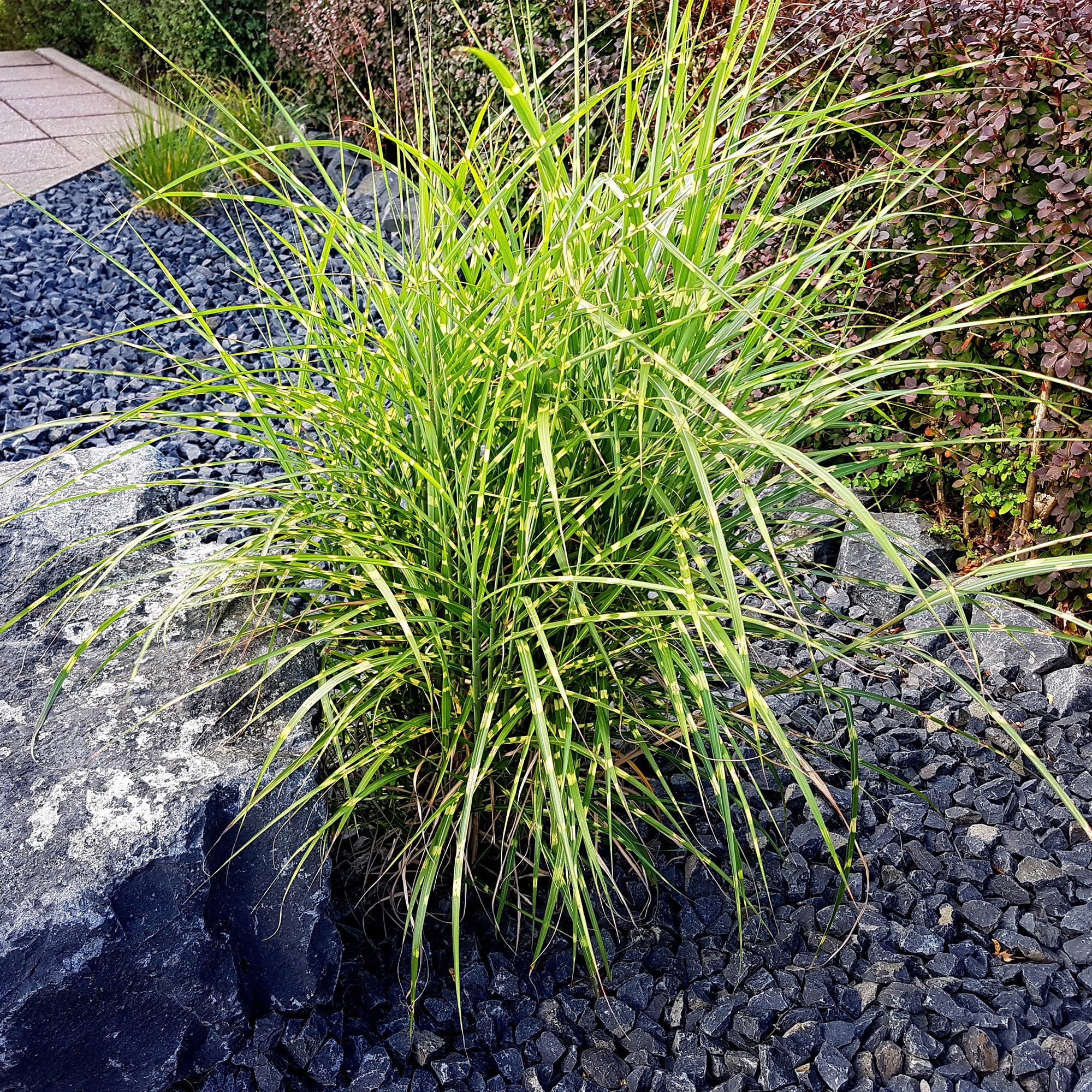 Bakker Eulalie Strictus graminée zébrée pot Ø 9cm