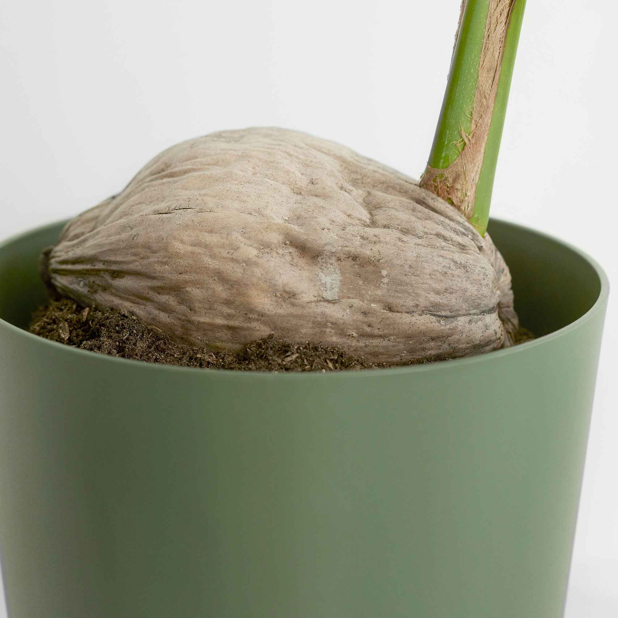 Bakker Cocos nucifera cocotier intérieur palmier pot Ø19cm