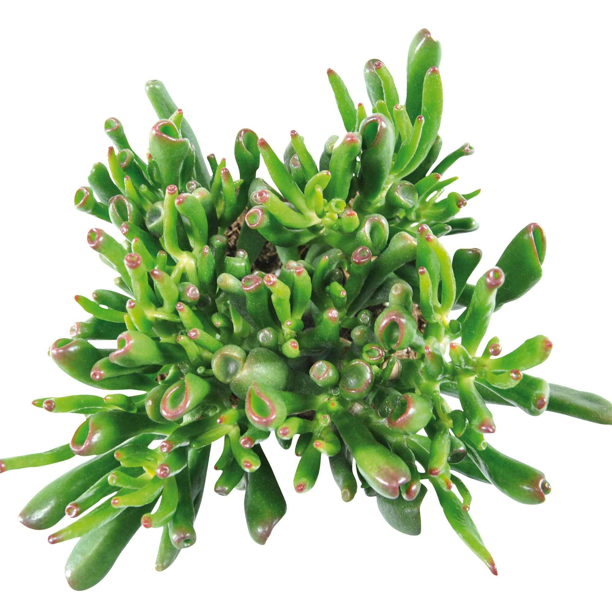 Bakker Hobbit crassula pot Ø12cm feuilles tubulaires