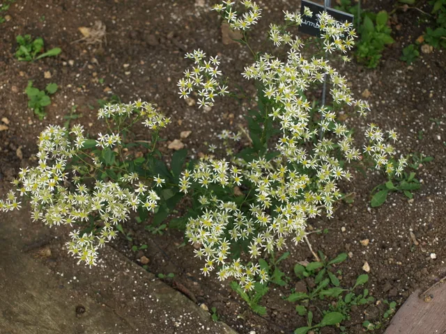 Passion Vivaces Aster umbellatus aster blanc godet fleurs blanches