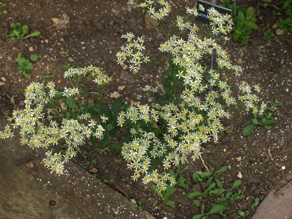 Passion Vivaces Aster umbellatus aster blanc godet fleurs blanches