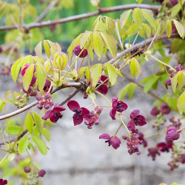 Bakker Akébie Quinata plante grimpante pot 1L 30-40cm