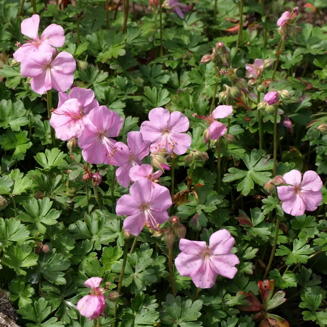 Passion Vivaces Geranium dalmaticum plante vivace pot 1L rose