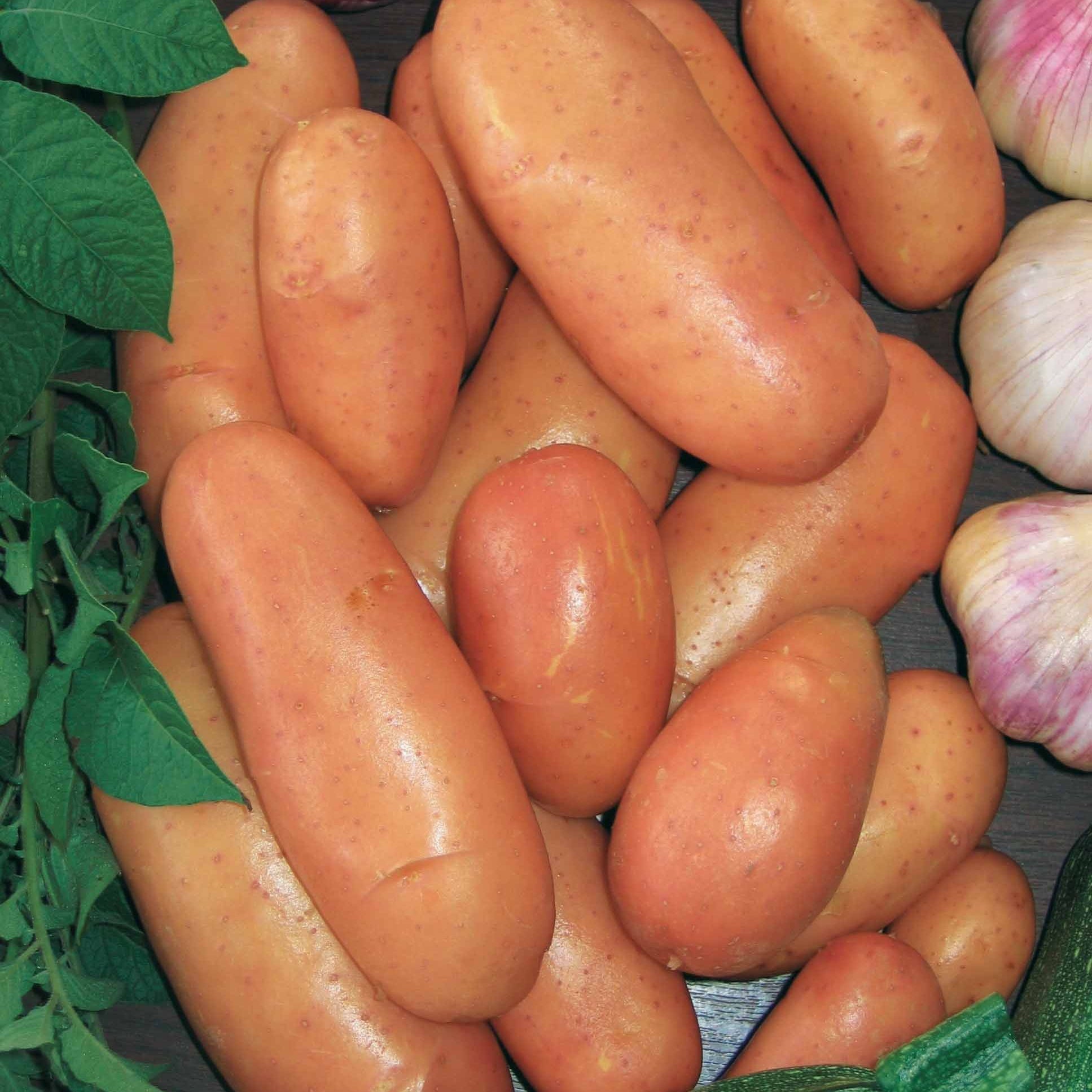 Bakker Pomme de terre Rose de France Cirielle 25 plants ferme