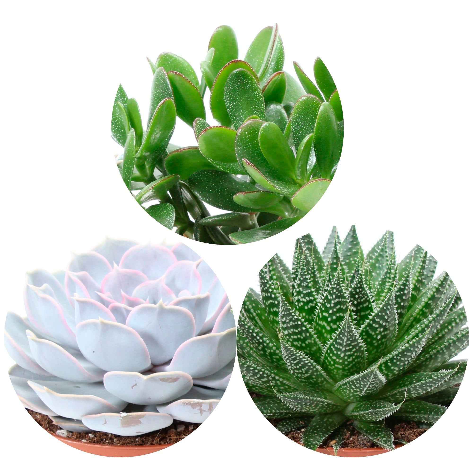 Bakker Collection 3 succulentes pot 12cm Aloé Echeveria