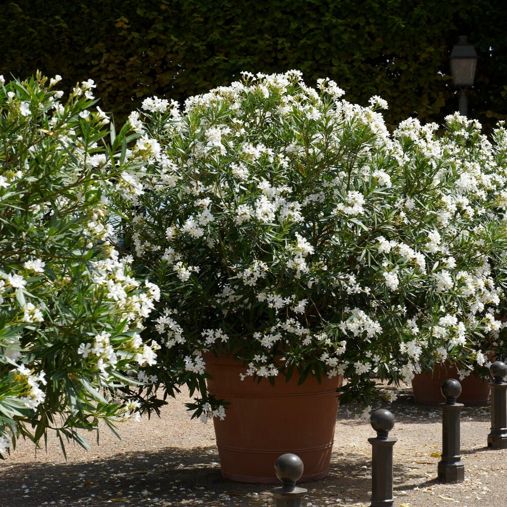 Bakker Laurier-rose fleurs blanches arbuste pot 20-30cm