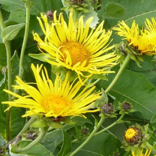 Bakker Grande Camomille vivace pot 9cm fleurs jaunes