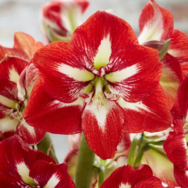 Bakker Amaryllis Barbados bulbe rouge intérieur 1 bulbe 28-30cm