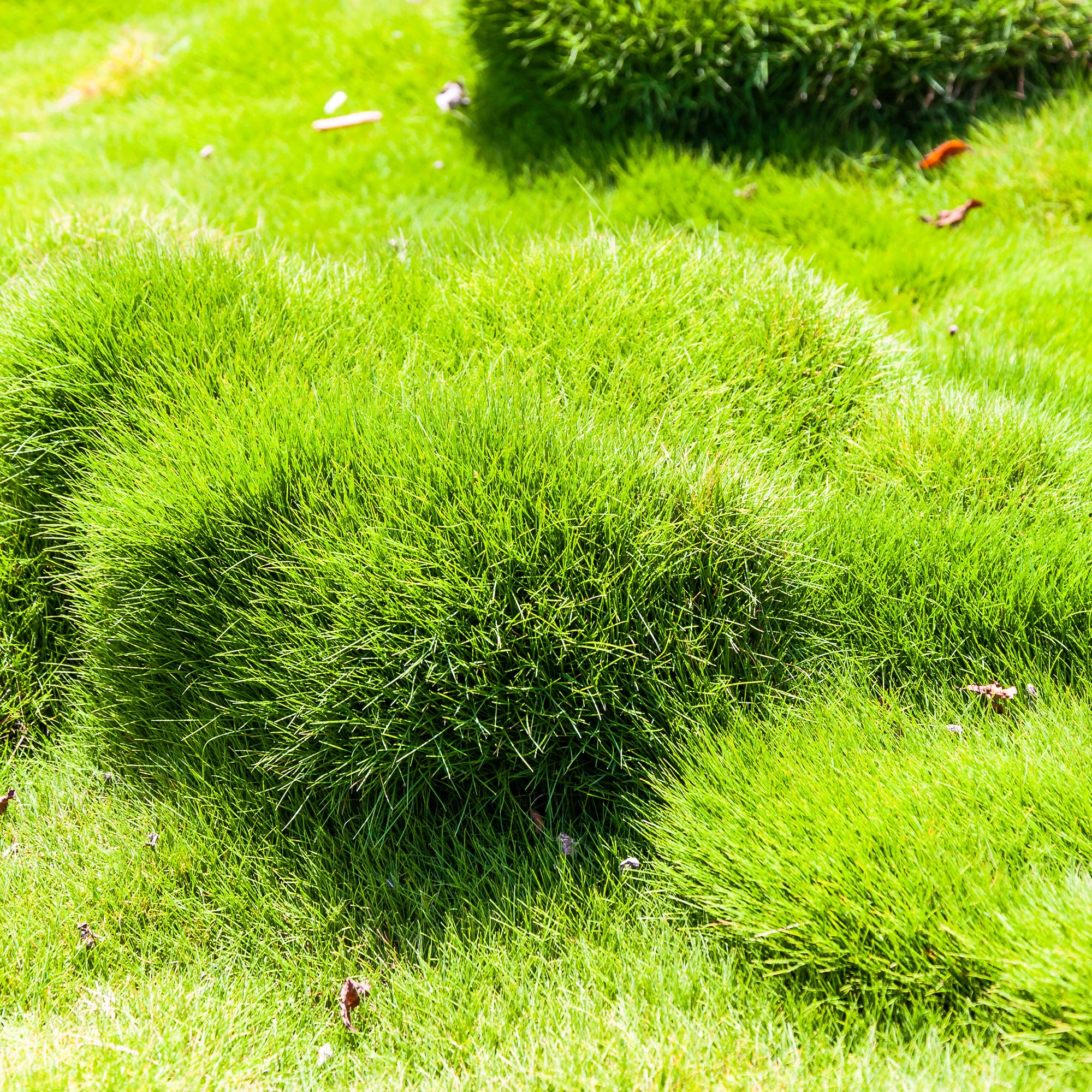 Bakker Zoysia tenuifolia gazon Mascareignes pot vert