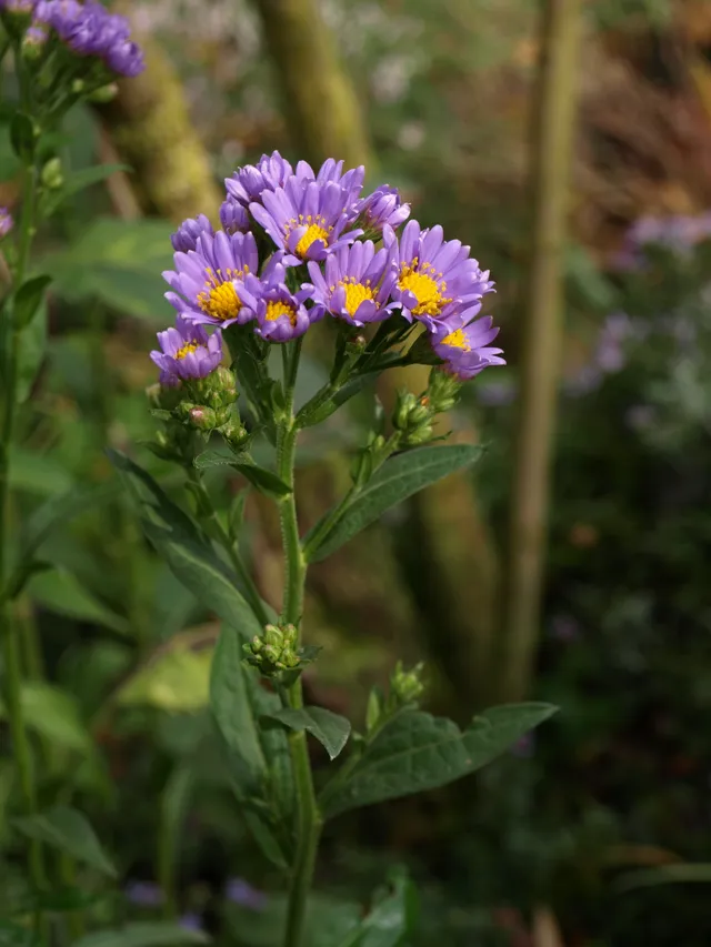Passion Vivaces Aster tataricus Jindai vivace godet bleu rose