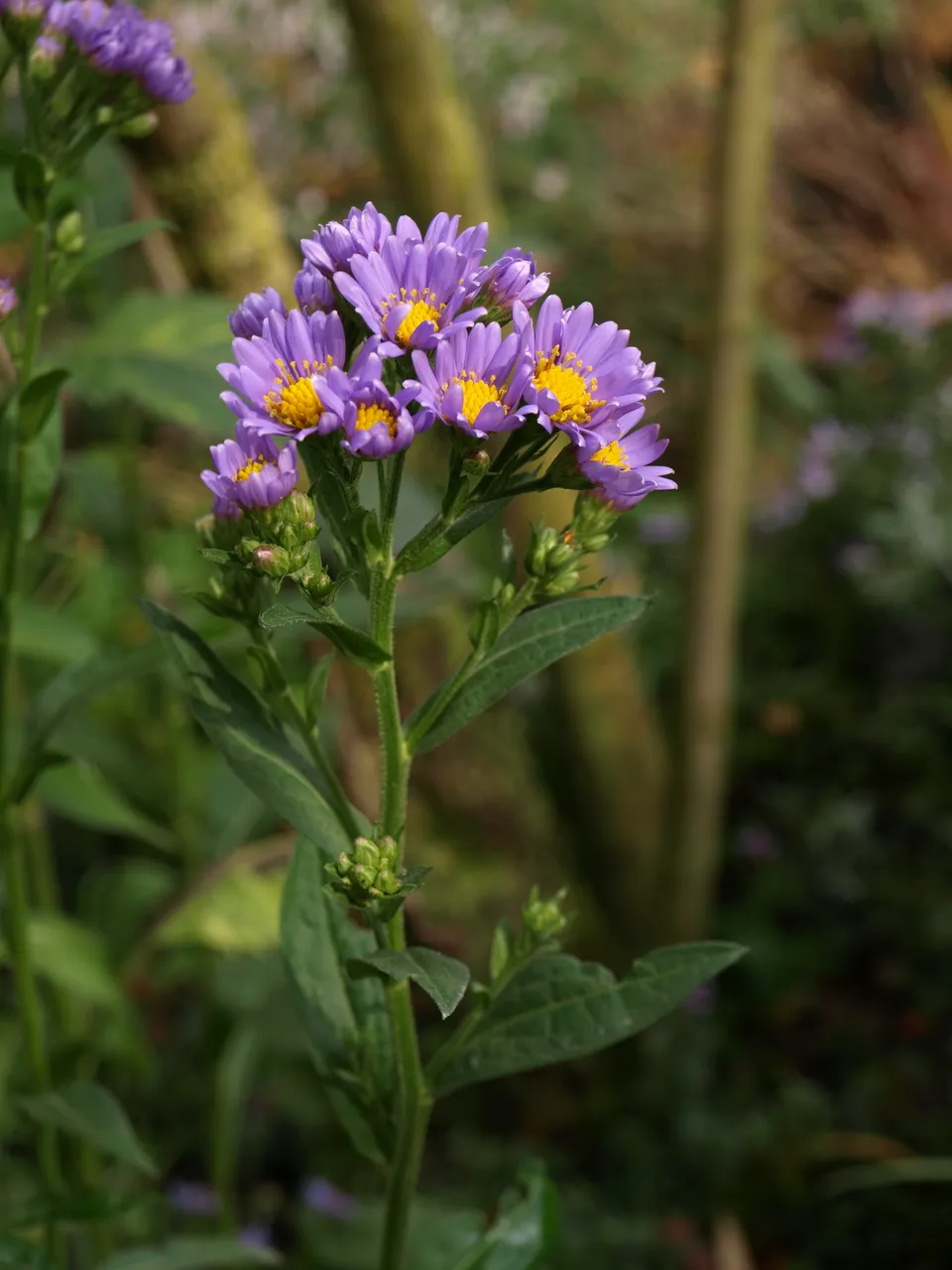 Passion Vivaces Aster tataricus Jindai vivace godet bleu rose