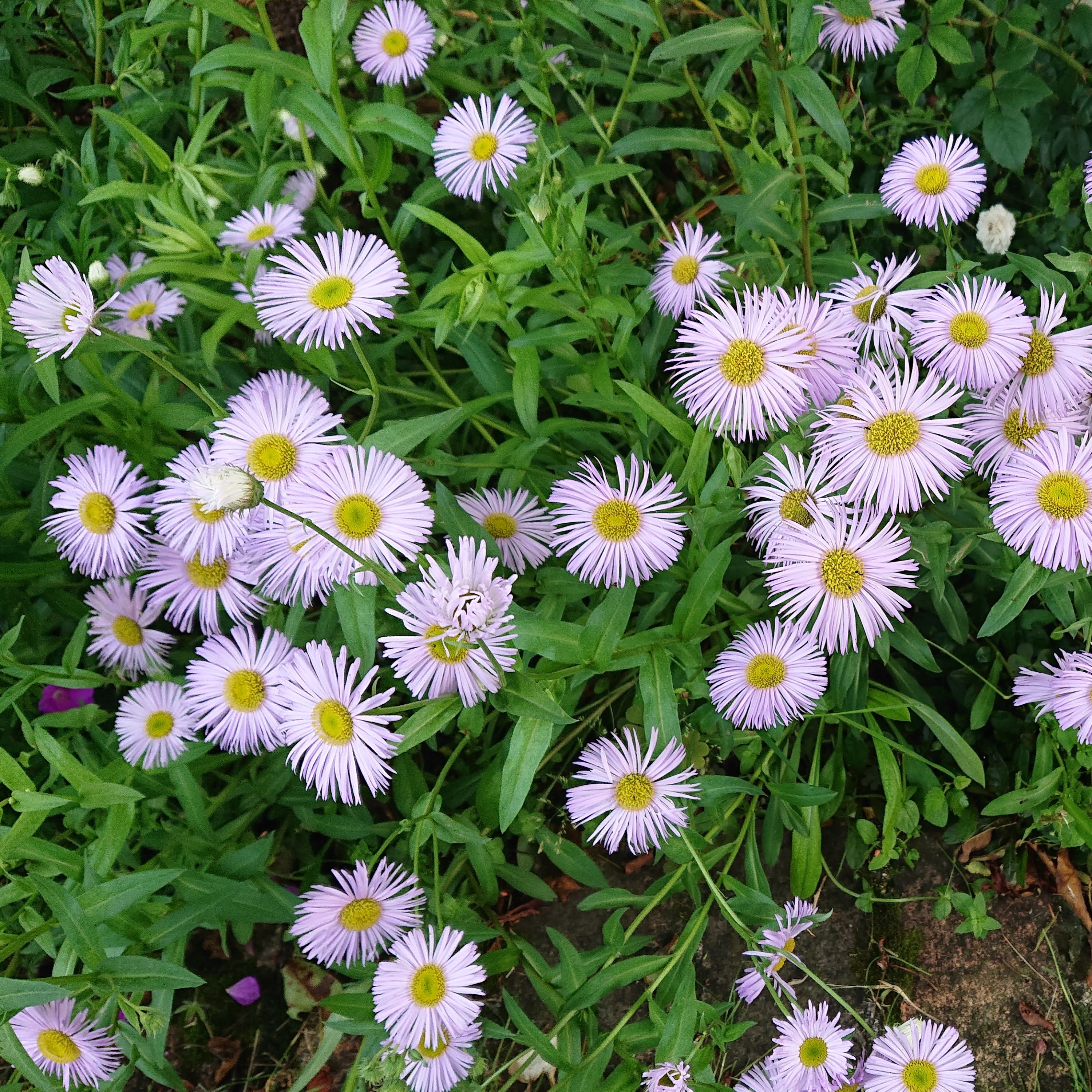 Passion Vivaces Erigeron hybride vergerette godet et pot 1L