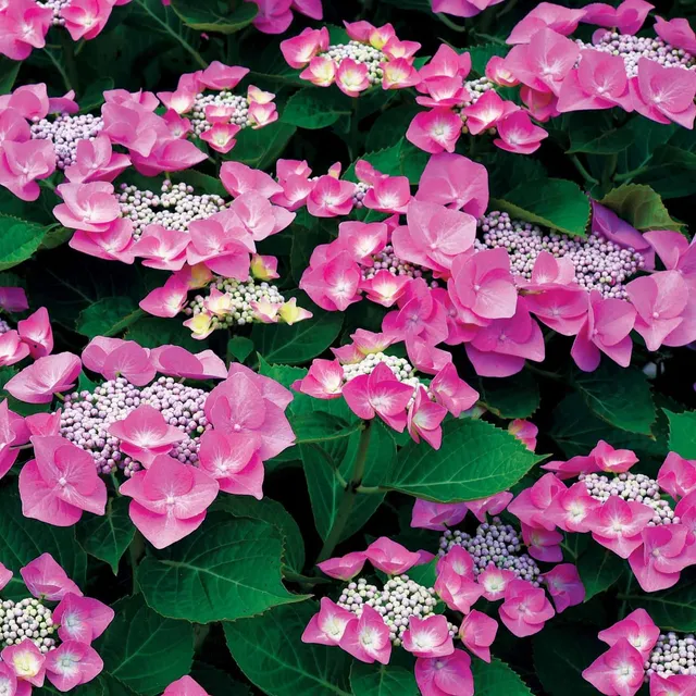 Bakker Hortensia Selina arbuste pot 13 cm bleu rose 15-20 cm