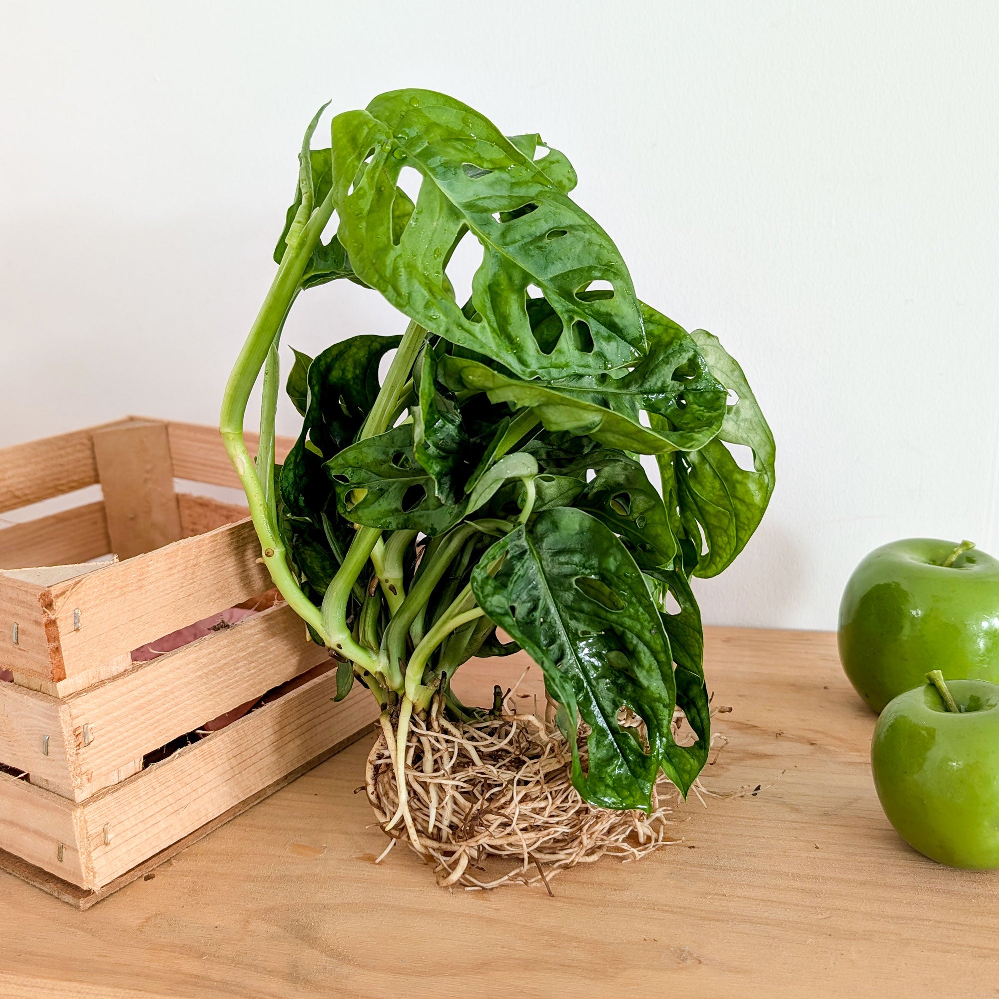 Bakker Monstera deliciosa plante intérieur 25-35cm trous